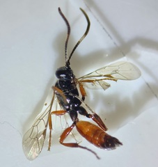 Ichneumonoidea