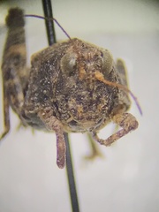 Tetrigoidea