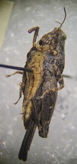 Tetrigoidea