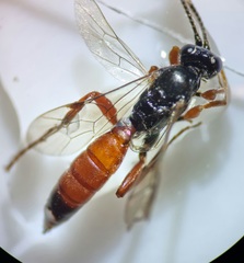 Ichneumonoidea
