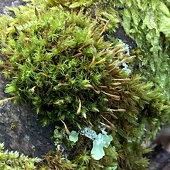 Ulota bruchii