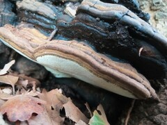 Ganoderma brownii