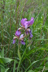 Iris alberti