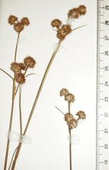 Juncus scirpoides