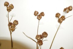 Juncus scirpoides