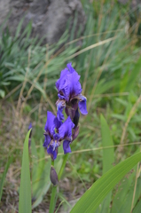 Iris alberti