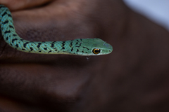 Philothamnus semivariegatus