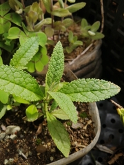 Buddleja globosa