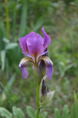 Iris alberti