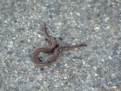 Lumbricus