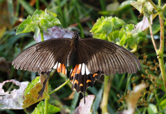 Papilio polytes