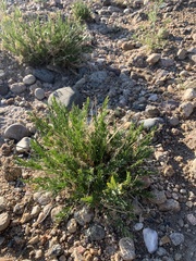 Musineon tenuifolium