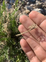 Musineon tenuifolium