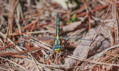 Phanogomphus borealis