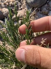 Musineon tenuifolium