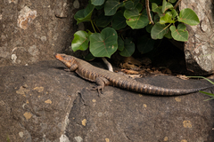 Matobosaurus validus