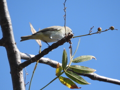 Vireo gilvus