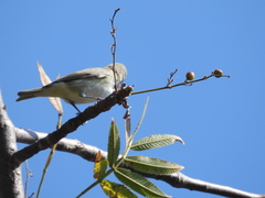 Vireo gilvus