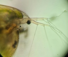 Daphniidae
