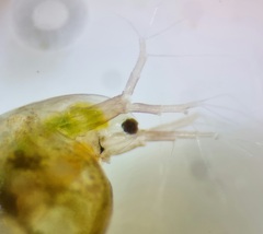 Daphniidae
