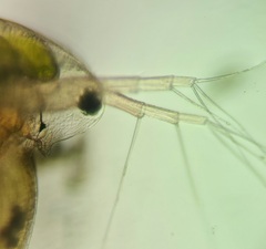 Daphniidae