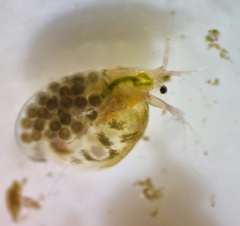 Daphniidae