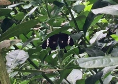Papilio nephelus sunatus