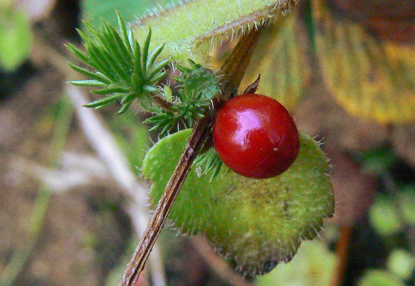 Hemiphragma heterophyllum (Hemiphragma heterophyllum)
