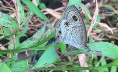 Ypthima pandocus corticaria