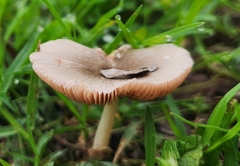 Bolbitius aleuriatus