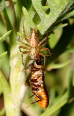 Microhodotermes viator