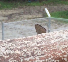 Anthene emolus goberus