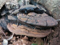 Ganoderma brownii