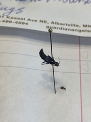 Philonthus caeruleipennis