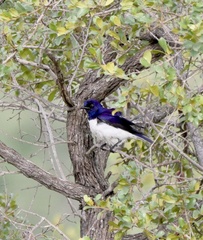 Cinnyricinclus leucogaster