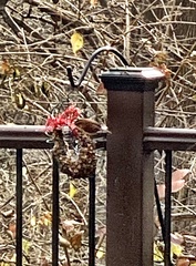 Thryothorus ludovicianus