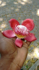 Couroupita guianensis