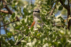 Tchagra australis