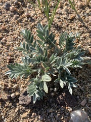 Oxytropis besseyi