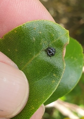 Glaucias amyoti