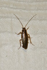 Blattella vaga