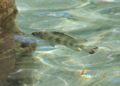 Abudefduf septemfasciatus