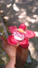 Couroupita guianensis