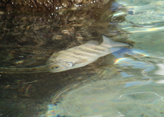 Abudefduf septemfasciatus