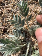 Oxytropis besseyi