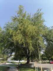 Pithecellobium dulce