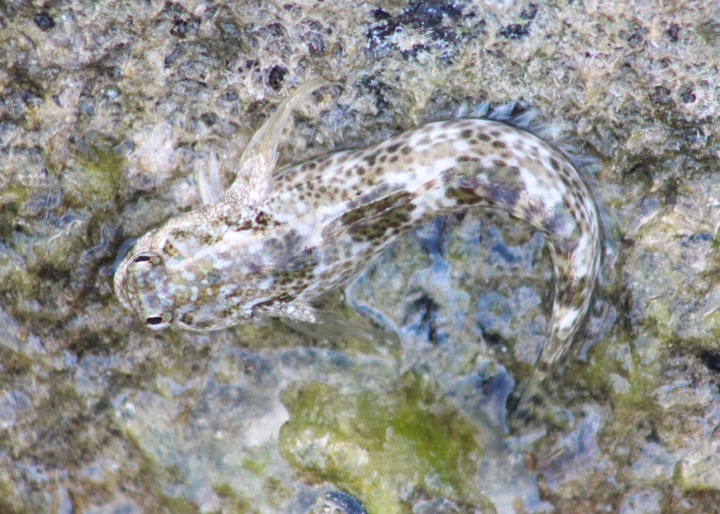 Reef margin blenny