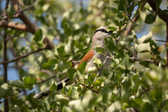 Tchagra australis