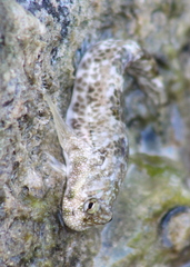 Blenniiformes