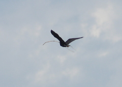 Egretta sacra